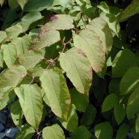 Giant Knotweed